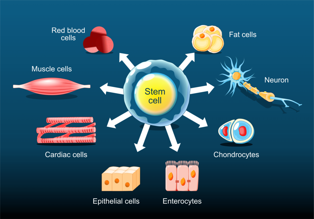 Regenerative Medicine​